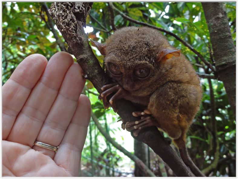 Tarsier (Kinoguitan, île de Bohol)