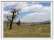 La steppe mongole - 30 mai 2008