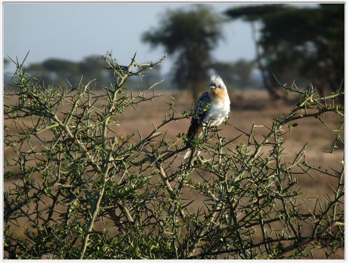 Safari matinal dans la région du Lac Ndutu