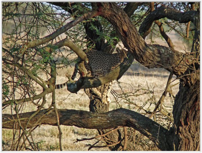 Safari matinal dans la région du Lac Ndutu