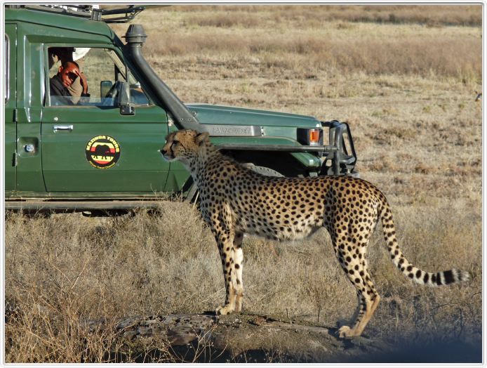 Safari matinal dans la région du Lac Ndutu