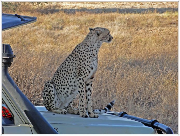 Safari matinal dans la région du Lac Ndutu
