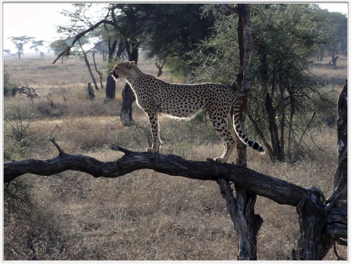 Safari matinal dans la région du Lac Ndutu