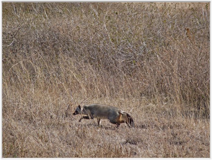 Safari matinal dans la région du Lac Ndutu