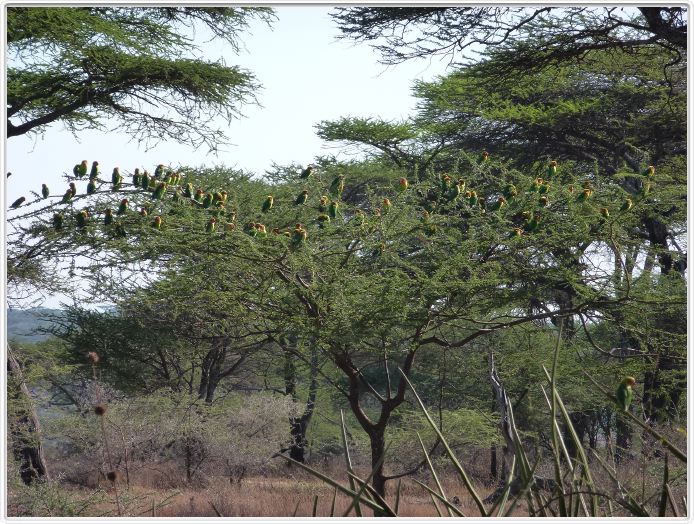Ndutu Safari Lodge