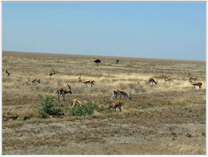 En route pour le Seregenti, région de Lobo