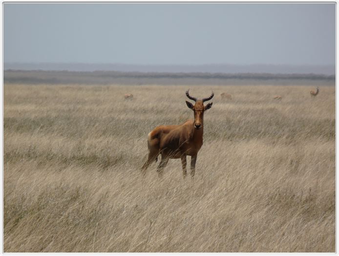 Le Serengeti en direction de Lobo