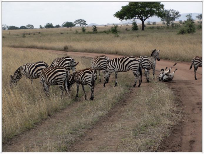 Le Serengeti en direction de Lobo