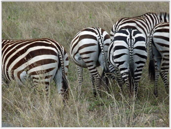 Le Serengeti en direction de Lobo