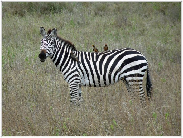 Le Serengeti en direction de Lobo