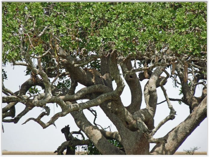 Le Serengeti en direction de Lobo