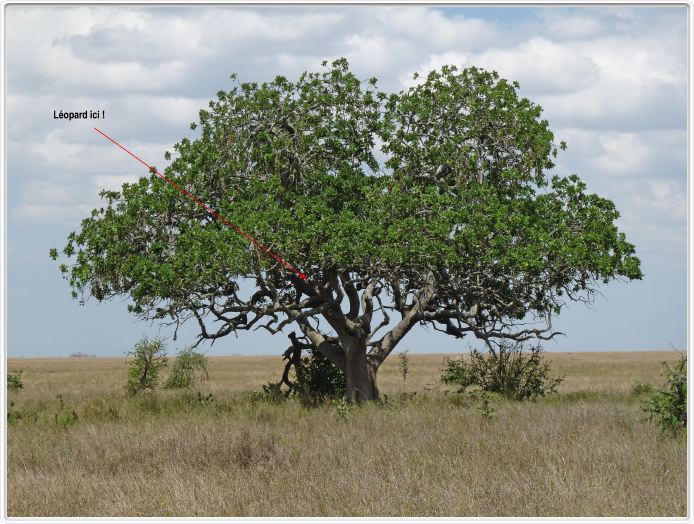 Le Serengeti en direction de Lobo