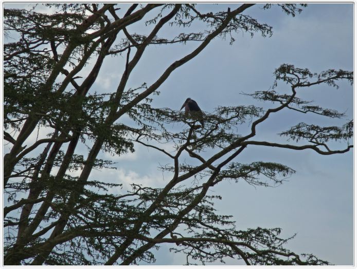 Le Serengeti en direction de Lobo