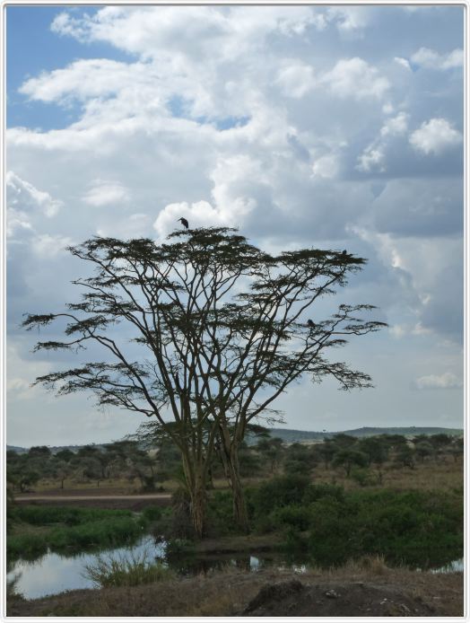 Le Serengeti en direction de Lobo
