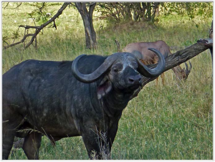 Le Serengeti en direction de Lobo