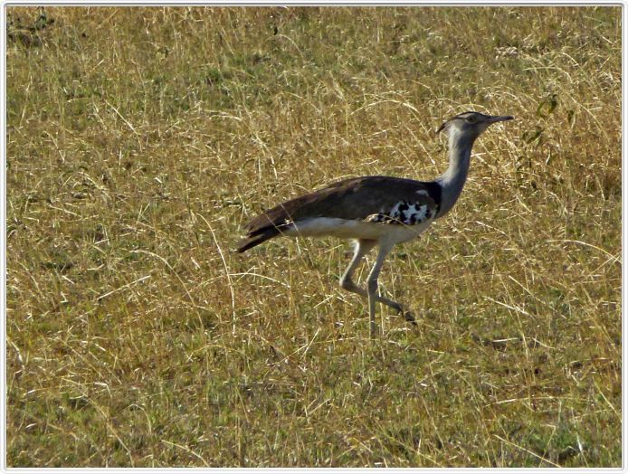 Le Serengeti en direction de Lobo