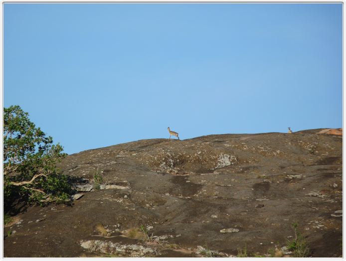 Le Serengeti en direction de Lobo