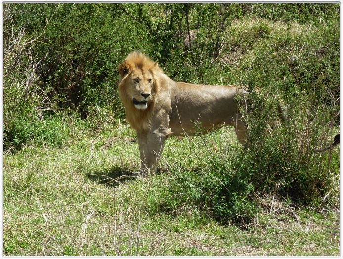 Journée de safari dans le Serengeti (région de Lobo)