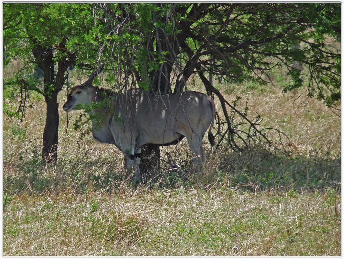 Journée de safari dans le Serengeti (région de Lobo)