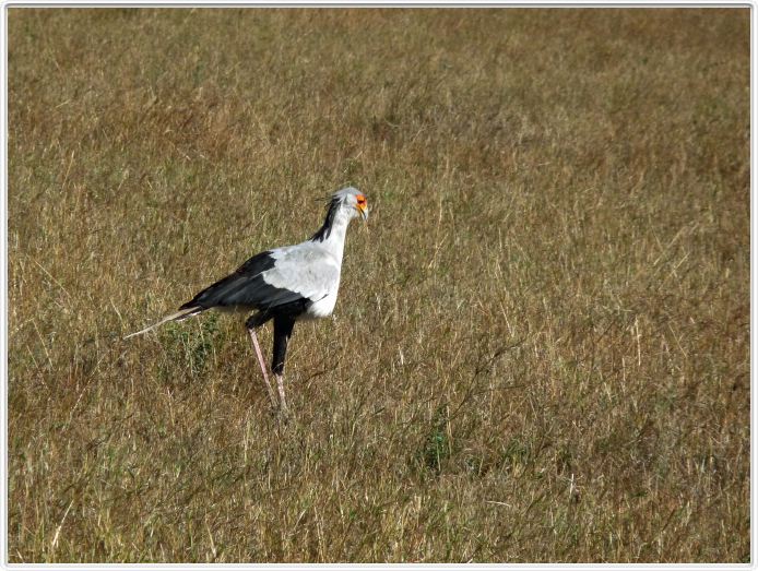 Serengeti, région de Lobo