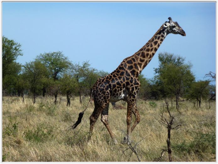 Le Serengeti en direction de Seronera