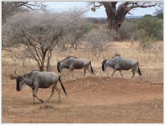 Parc national Tarangire