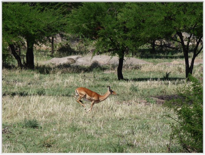 Le Serengeti en direction de Seronera