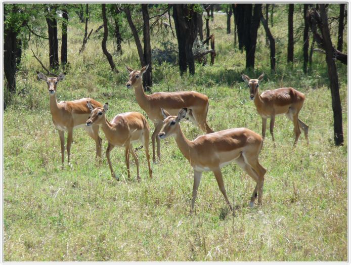 Le Serengeti en direction de Seronera
