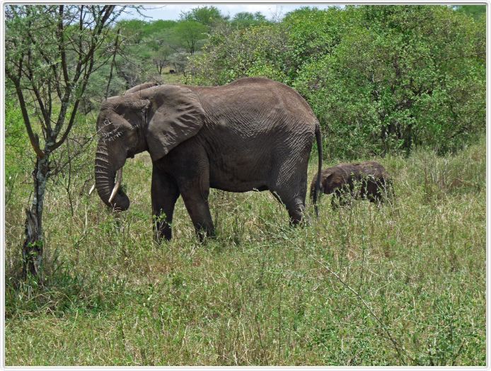 Le Serengeti en direction de Seronera