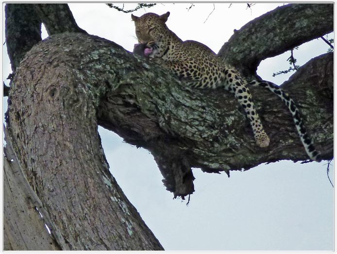 Le Serengeti en direction de Seronera