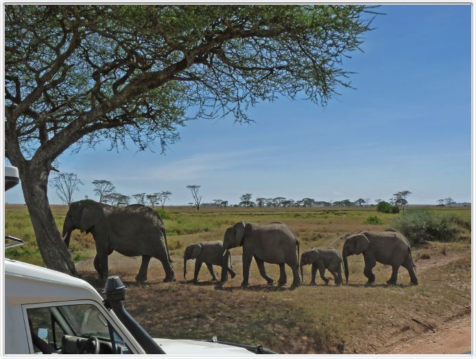 Serengeti, la région de Seronera