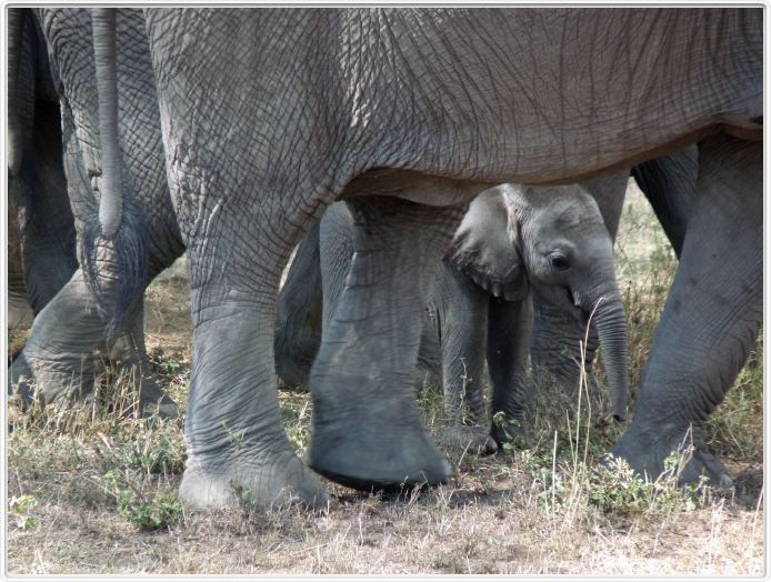 Serengeti, la région de Seronera
