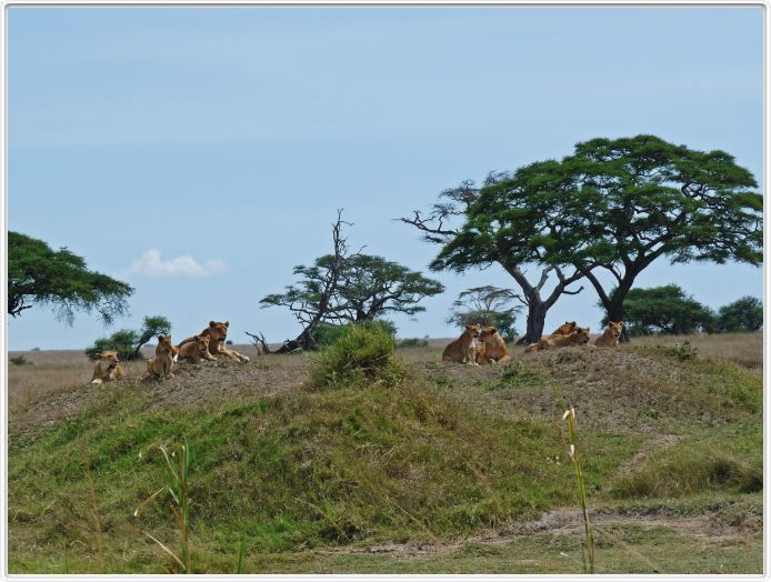 Serengeti, la région de Seronera