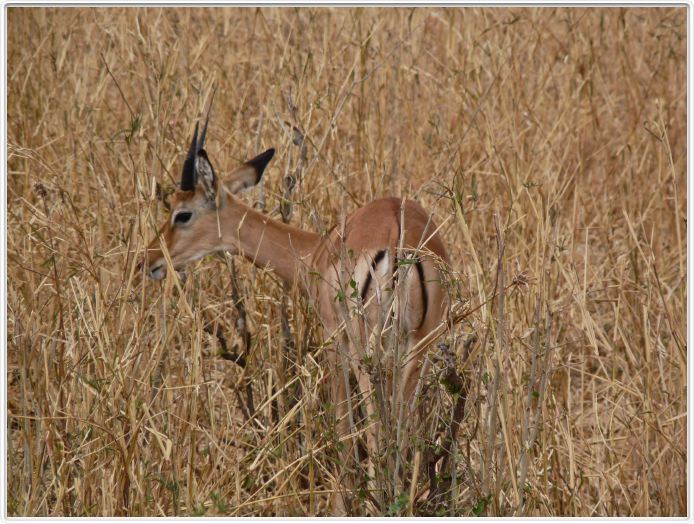 Parc national Tarangire