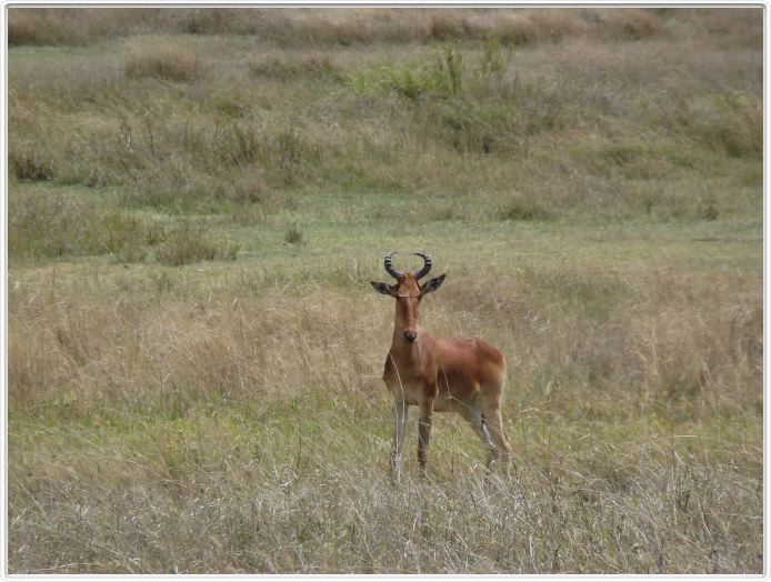 Serengeti, la région de Seronera