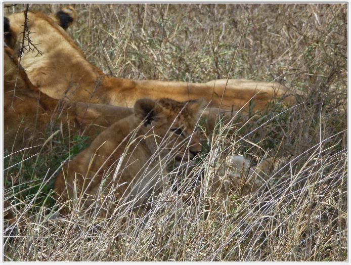 Serengeti, la région de Seronera