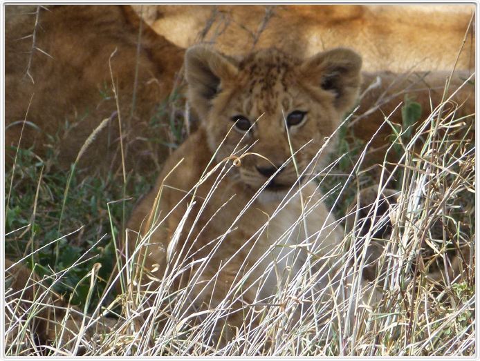 Serengeti, la région de Seronera