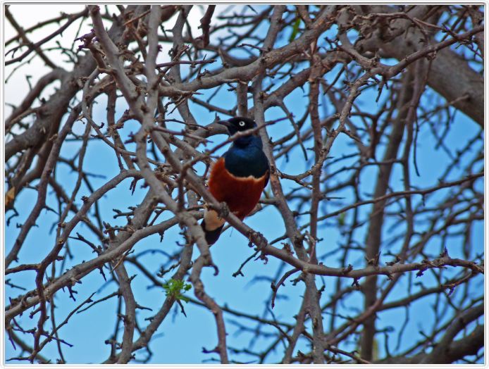 Parc national Tarangire