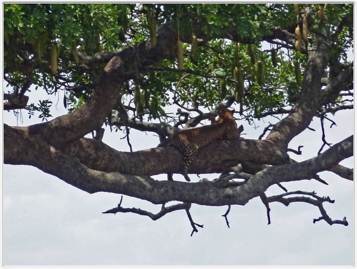 Serengeti, la région de Seronera