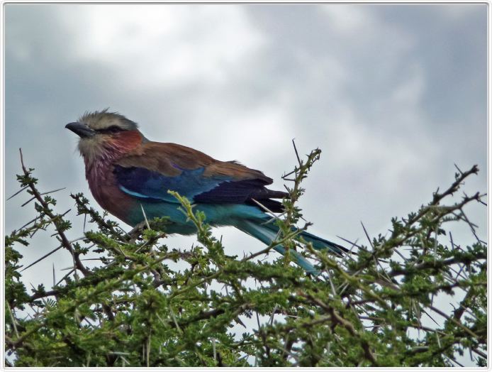 Serengeti, la région de Seronera