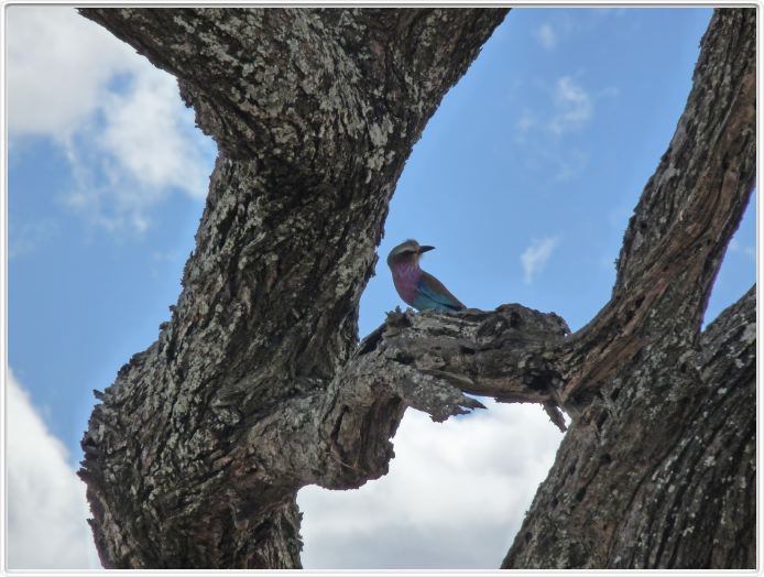 Parc national Tarangire