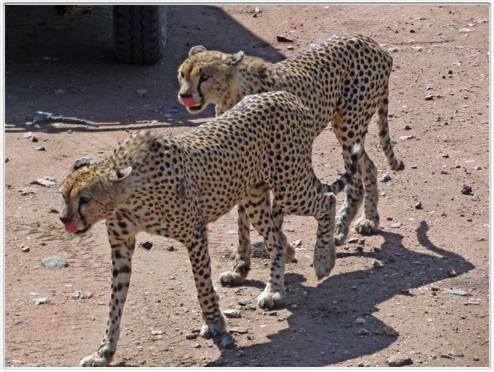 En route pour le Cratère de Ngorongoro