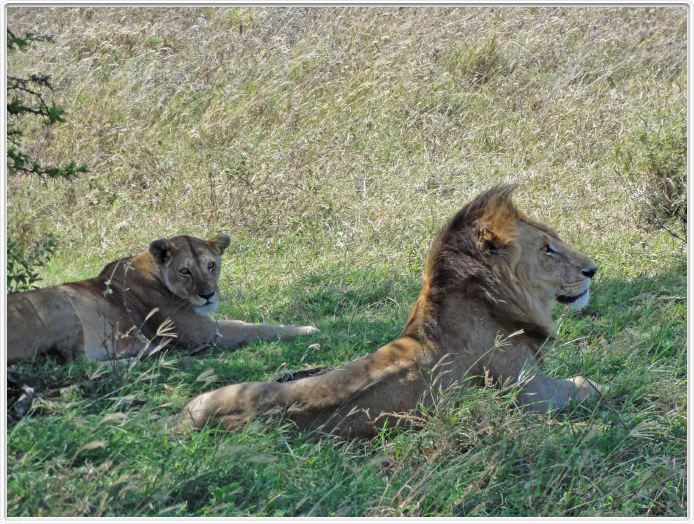 En route pour le Cratère de Ngorongoro