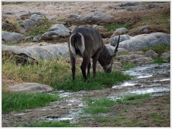 Parc national Tarangire