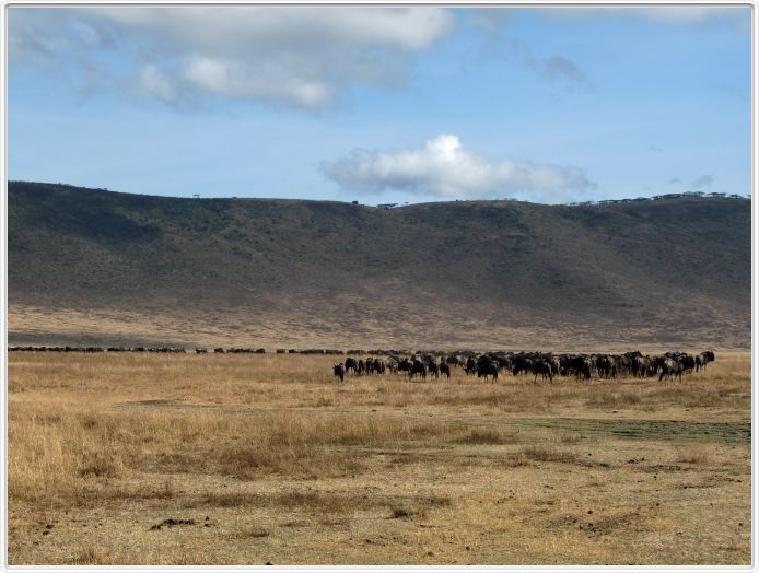 Safari dans le  Cratère de Ngorongoro