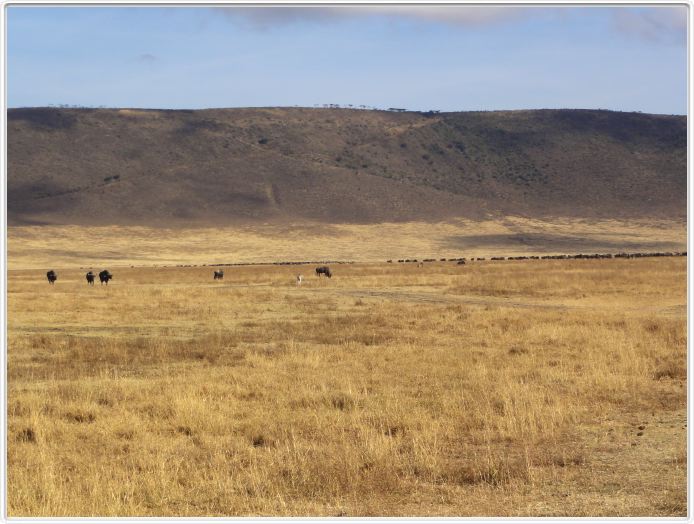 Safari dans le  Cratère de Ngorongoro