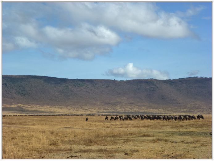 Safari dans le  Cratère de Ngorongoro