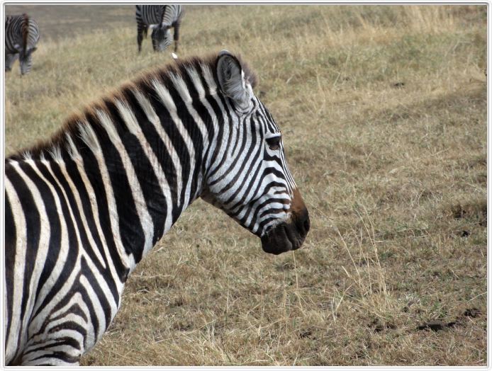 Safari dans le  Cratère de Ngorongoro