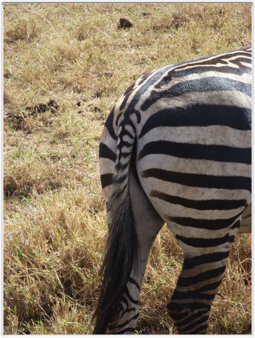 Safari dans le  Cratère de Ngorongoro