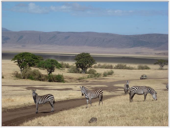 Safari dans le  Cratère de Ngorongoro